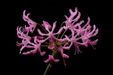 ネリネクリスパ