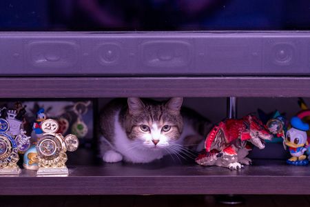 テレビの下の特等席