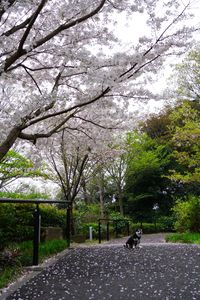 桜のお散歩道