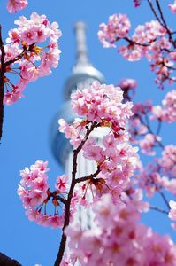 東京スカイツリーと河津桜