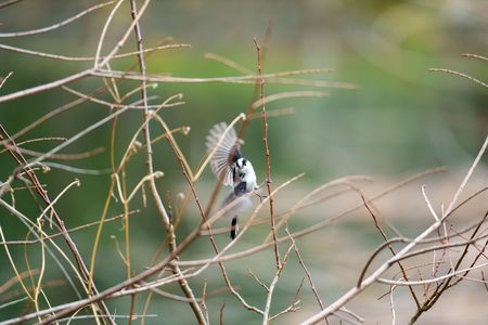 野鳥観察始めました