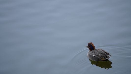 池畔の鴨