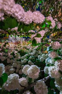 ラビリンス#フラワー2025#