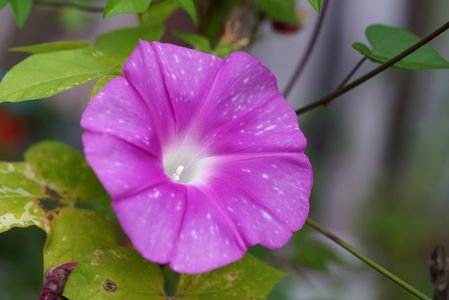 夏の名残（裏庭のアサガオ）