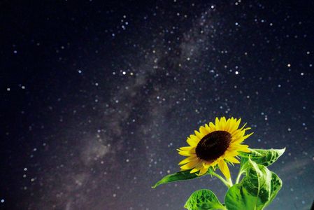 見上げてごらん夜の星を