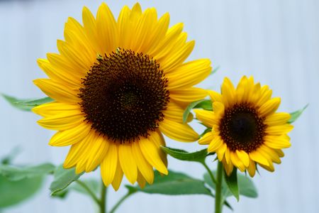 親子ヒマワリ風（裏庭にて）