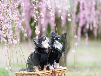 春のにおいがする