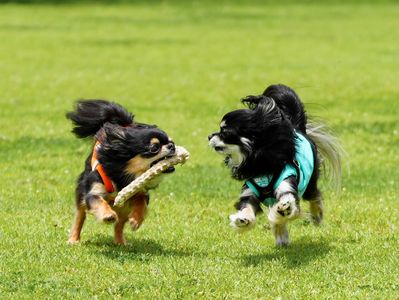 おもちゃはボクのだ！