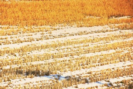 冬：稲の切り株