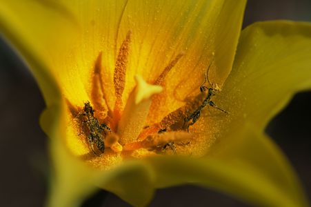 花粉まみれ：至福の時