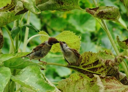 さあ、お食べ