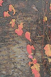 新版画風：赤く色づいたツタ