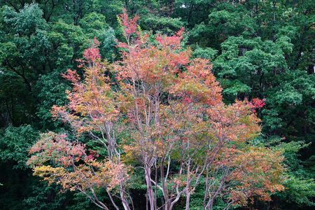 2024　紅葉　「百日紅」