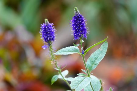 ベロニカ・マリエッタ