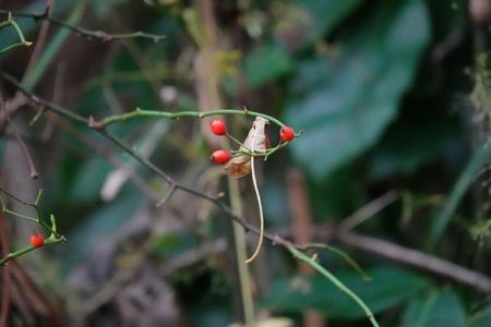 冬の一コマ「野茨の赤い実と落ち葉」