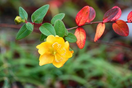 寒さに耐え「金糸梅」