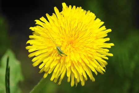 タンポポの花でお食事中の「ヤブキリの幼虫」