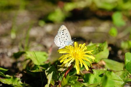 タンポポの蜜を吸う「ヤマトシジミ」