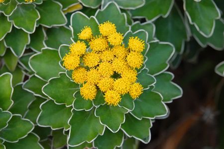 舌状花が無い「磯菊」