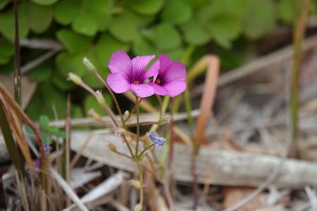 寒さに耐え「芋片喰」