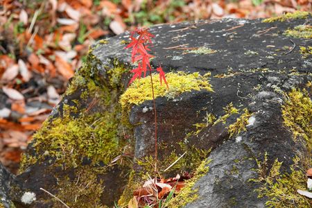 人知れずひっそり実生から成長し紅葉していた「モミジ」