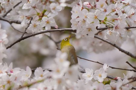 鳥の桜見