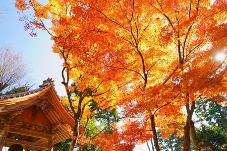 寺のもみじ