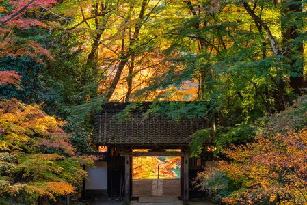 彩りの門をくぐる