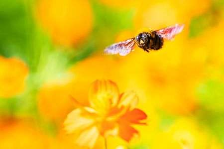 陽だまりの飛翔