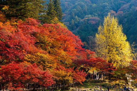秋彩のシンフォニー