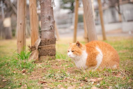 里見公園でよく見かける猫