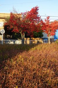 となりの紅葉