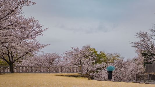 rain cherry blossoms