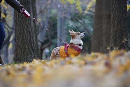 生まれて初めての秋