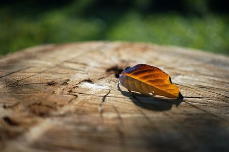 小さい秋見つけた