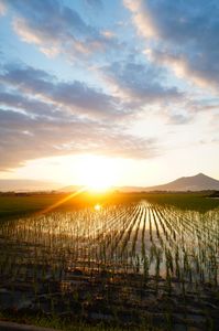 田んぼのリフレクション