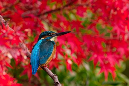 カワセミの紅葉狩り