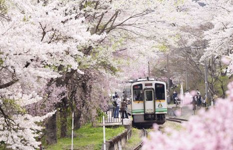 #桜#＠湯野上温泉駅