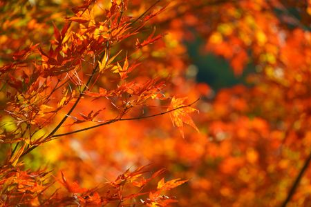 色づく秋