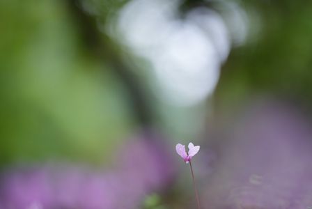 ひそやかな巡り