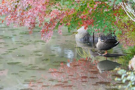 秋の気配のリフレクションかも？