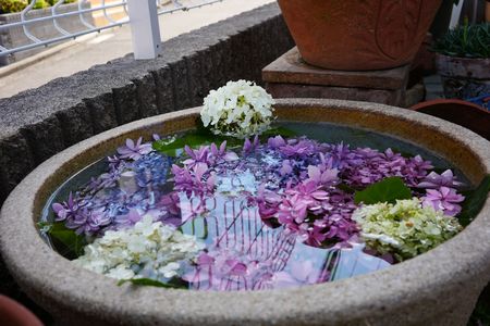 庭の紫陽花の池