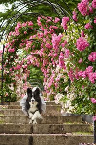 王子様、ガラスの靴探して持ってきてでち。