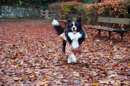 紅葉でちょ！！