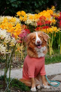 カラフルな彼岸花