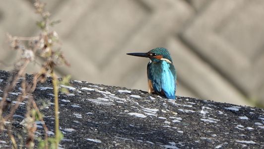 それ以上近寄らないで❗️気が散るから…。