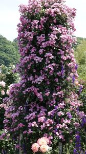 #壁紙2023#  薔薇の塔