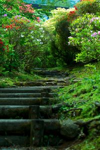 stairway to nature