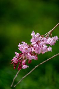 しだれ桜