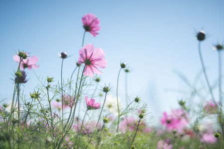 オールドレンズの世界